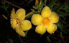 Flowers in rain