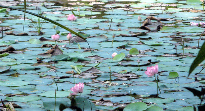 Lotus flowers in Aruvikkara reservoir near Thiruvananthapuram