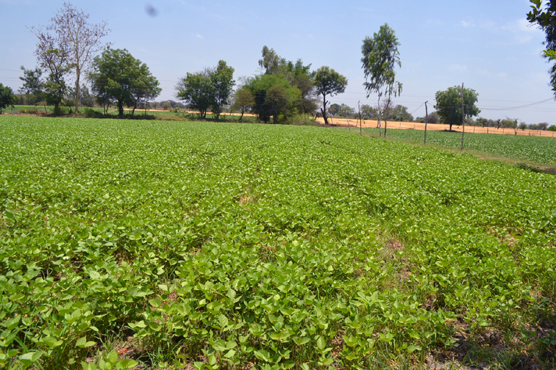 Moong crop Moong crop