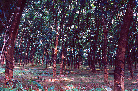 Rubber trees